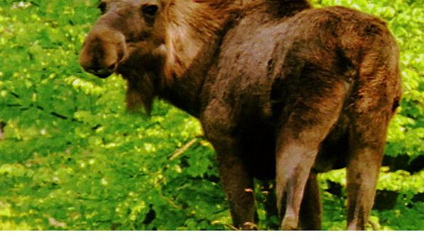 Animal Babies Born Wild - The Baby European Elk (Moose) and the Baby Wild Boar
