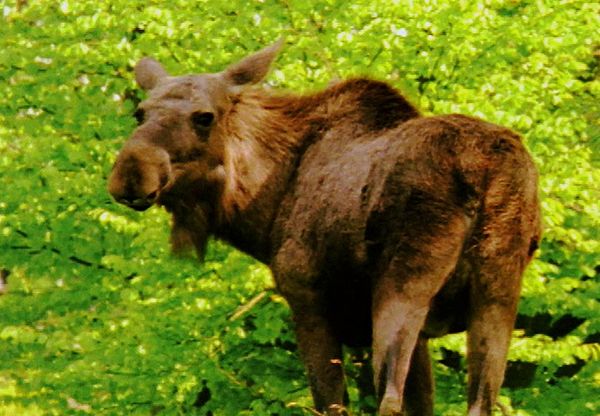 Animal Babies Born Wild - The Baby European Elk (Moose) and the Baby Wild Boar