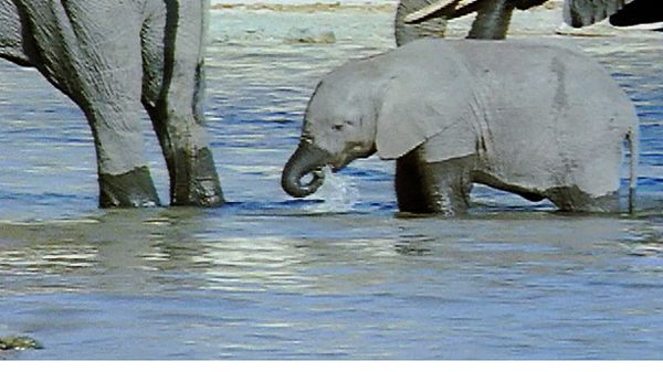 Animal Babies Born Wild - The Baby Elephant and the Baby Giraffe