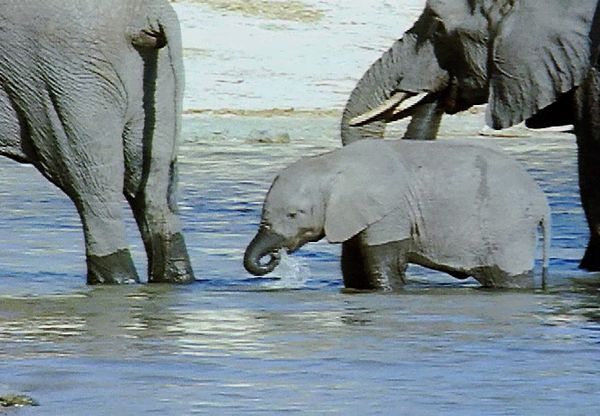 Animal Babies Born Wild - The Baby Elephant and the Baby Giraffe