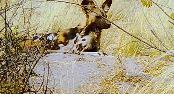 Animal Babies Born Wild - The Baby Lycaon and the Baby Jackal