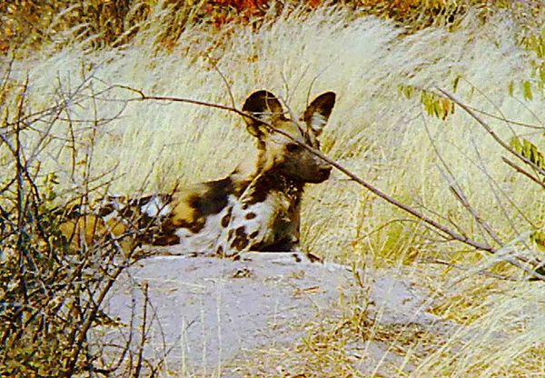 Animal Babies Born Wild - The Baby Lycaon and the Baby Jackal