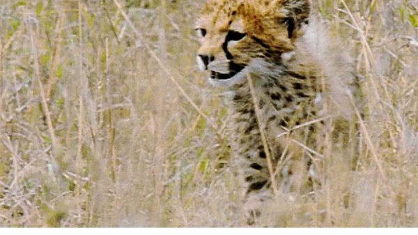 Animal Babies Born Wild - The Baby Lion and the Baby Cheetah