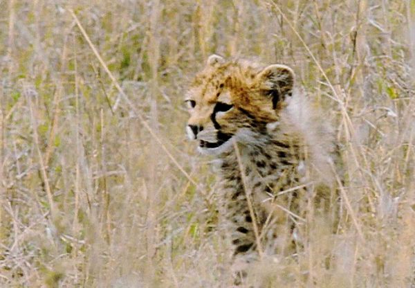 Animal Babies Born Wild - The Baby Lion and the Baby Cheetah