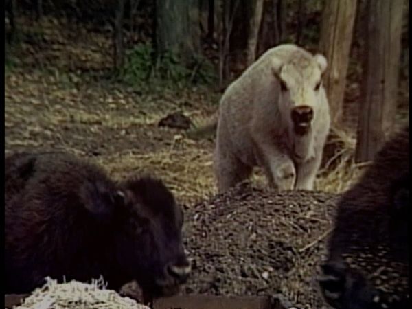 Unsolved Mysteries with Dennis Farina - Episode: 7