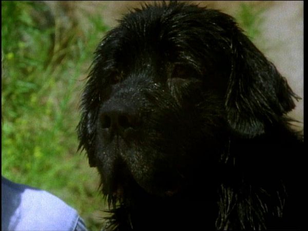 Unsolved Mysteries with Dennis Farina - Episode: 14