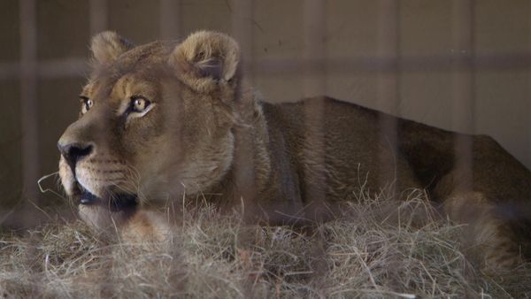 Wild Animal Rescue - Felida Tigers and Lionsrock