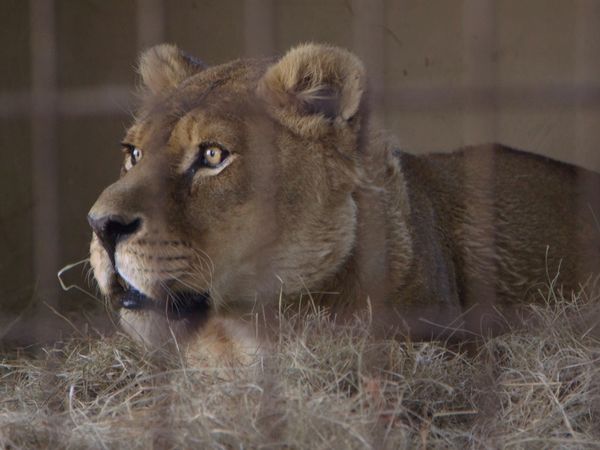 Wild Animal Rescue - Felida Tigers and Lionsrock