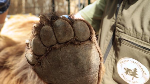 Wild Animal Rescue - Restaurant Bears and The Last Wild Horses