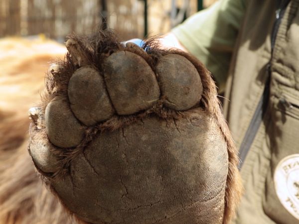 Wild Animal Rescue - Restaurant Bears and The Last Wild Horses