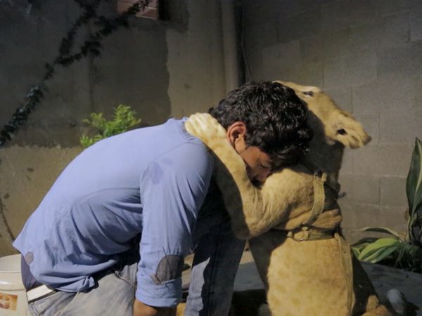 Wild Animal Rescue - Gaza Lion Cubs Rescue