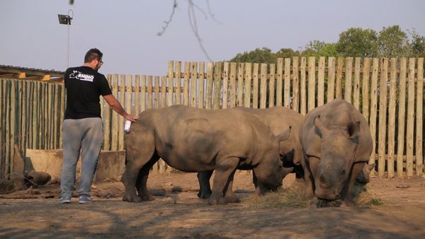 Wild Animal Rescue - Sanctuary for Wildlife in the Middle East and the Rhino Crisis