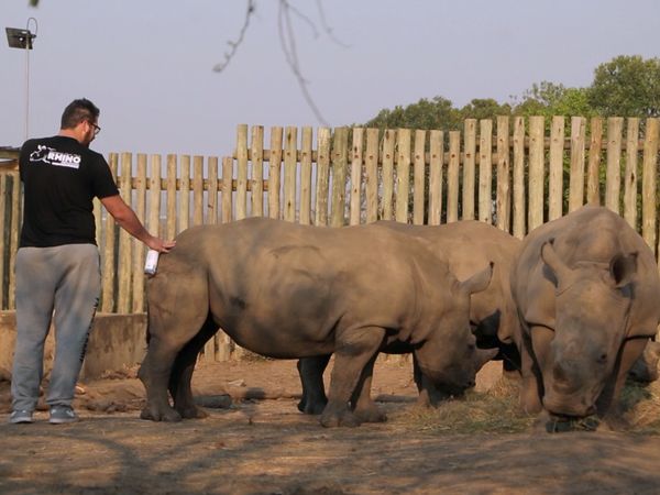 Wild Animal Rescue - Sanctuary for Wildlife in the Middle East and the Rhino Crisis
