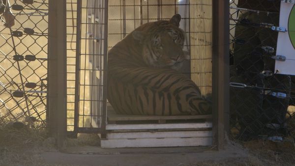 Wild Animal Rescue - Closing the Worst Zoo In The World