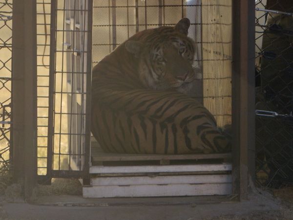 Wild Animal Rescue - Closing the Worst Zoo In The World