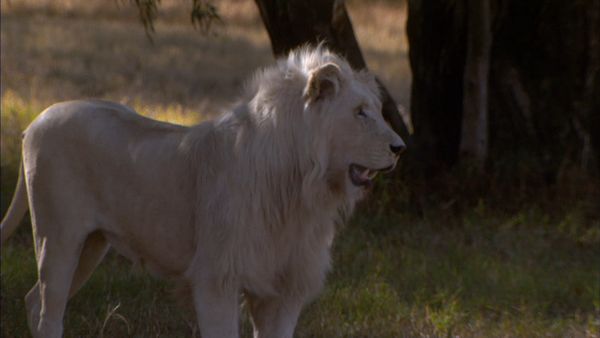 Wild at Heart - Episode 5