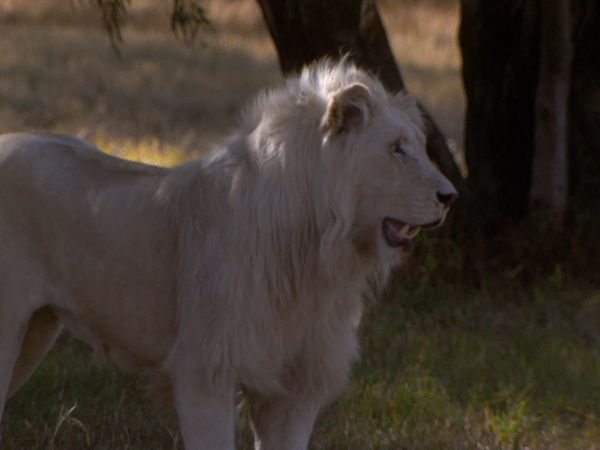 Wild at Heart - Episode 5
