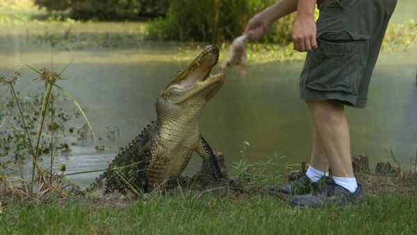 Boogeymen - Honey Swamp Monster