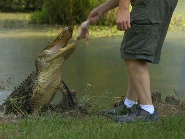 Boogeymen - Honey Swamp Monster