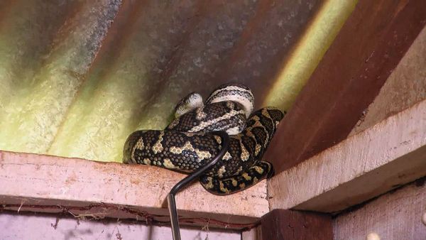 Snake Boss - Snakes and Ladders