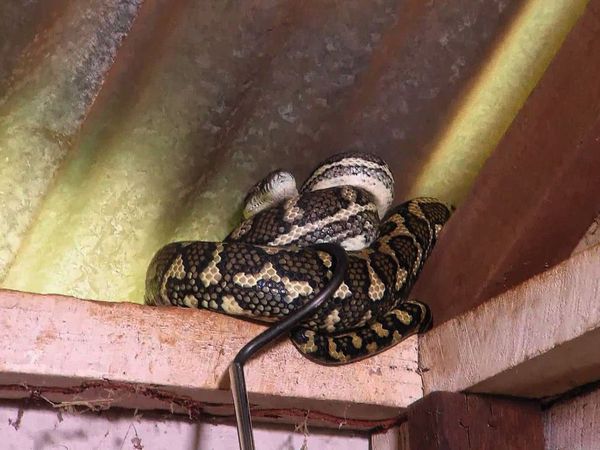 Snake Boss - Snakes and Ladders