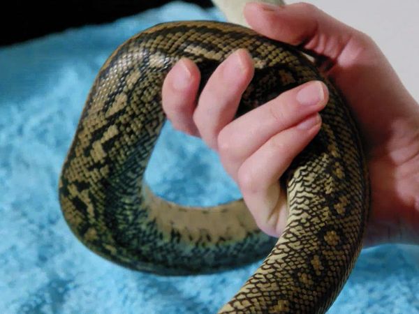 Snake Boss - Dog Bites Snake