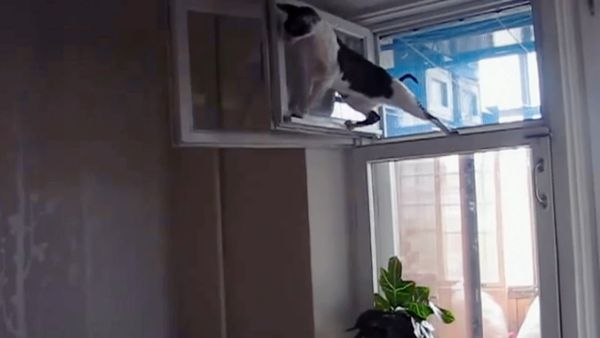Idiot TV - Idiot TV