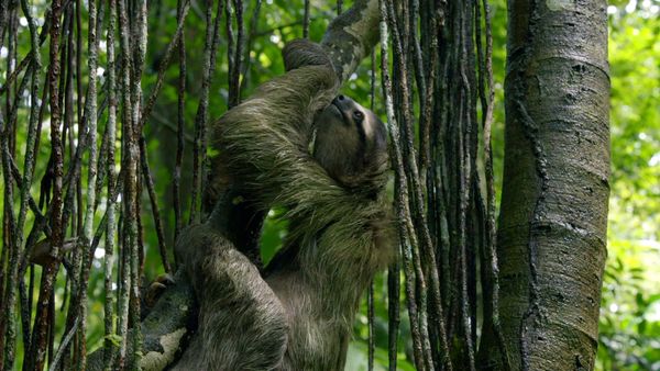 Escape to Costa Rica - Escape To Costa Rica