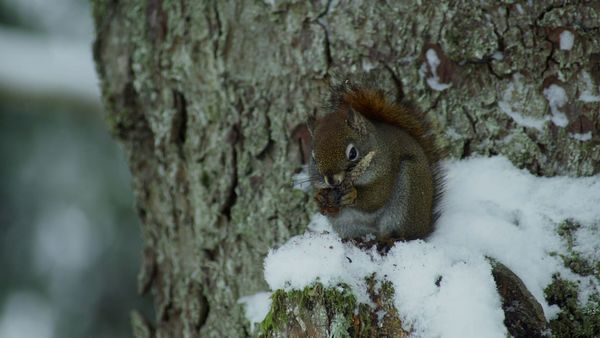 Alaska: A Year in the Wild - Alaska: A Year in the Wild