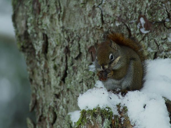 Alaska: A Year in the Wild - Alaska: A Year in the Wild