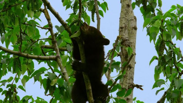Alaska: A Year in the Wild - Alaska: A Year in the Wild