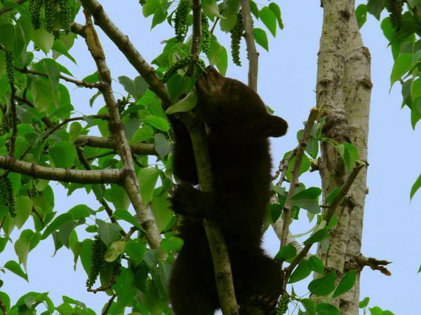 Alaska: A Year in the Wild - Alaska: A Year in the Wild