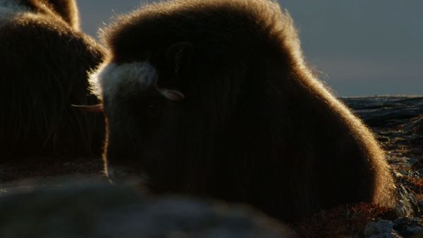 Alaska: A Year in the Wild - Alaska: A Year in the Wild