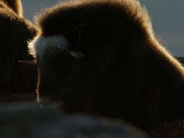 Alaska: A Year in the Wild - Alaska: A Year in the Wild