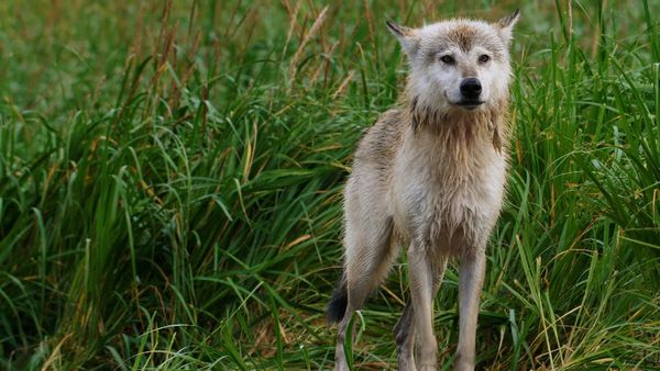 Alaska: A Year in the Wild - Alaska: A Year in the Wild
