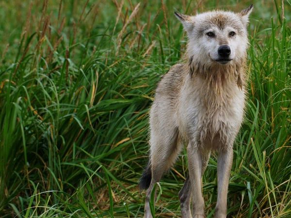 Alaska: A Year in the Wild - Alaska: A Year in the Wild