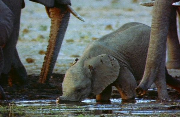 Elephant Empire - The Savannah
