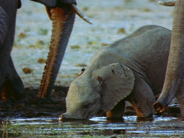 Elephant Empire - The Savannah