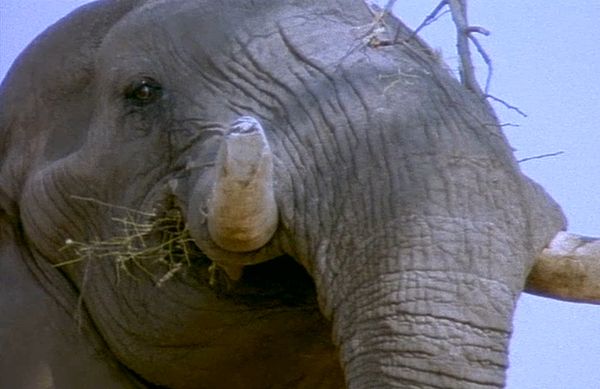 Elephant Empire - The Woodlands and Forests