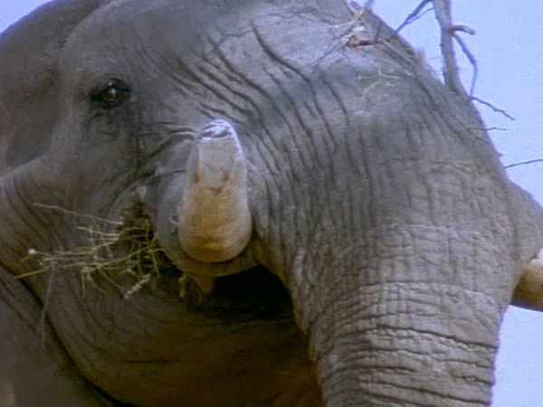 Elephant Empire - The Woodlands and Forests