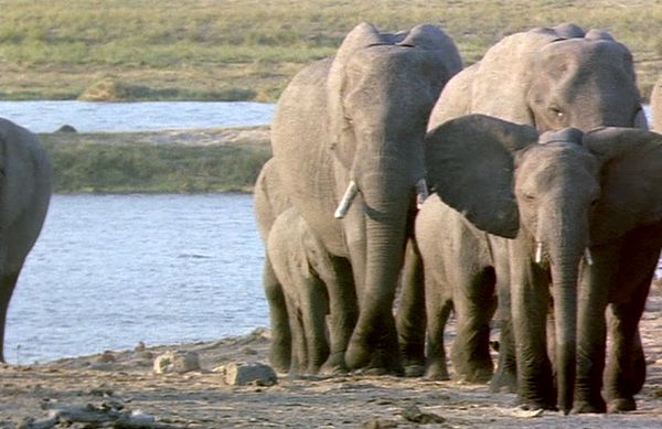 Elephant Empire - Waterways and River Banks