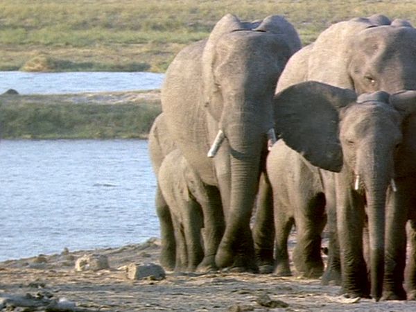 Elephant Empire - Waterways and River Banks