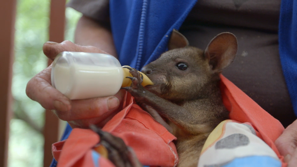 Baby Animals and Friends - Baby Animals and Friends