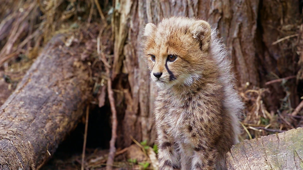 Baby Animals and Friends - Baby Animals and Friends