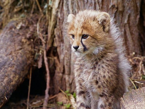 Baby Animals and Friends - Baby Animals and Friends
