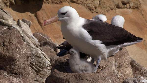 Baby Animals and Friends - Baby Animals and Friends