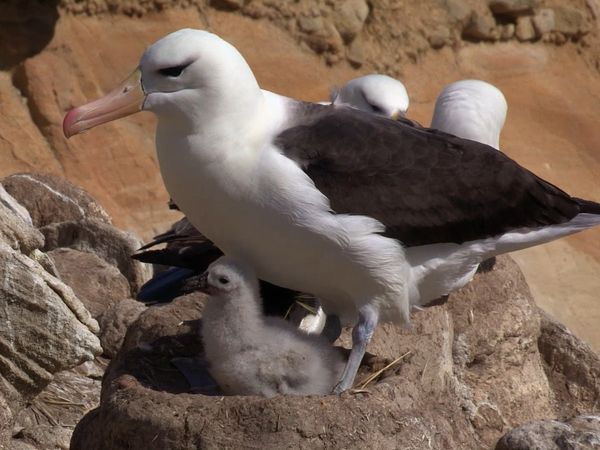 Baby Animals and Friends - Baby Animals and Friends