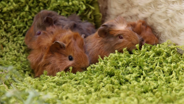 Baby Animals and Friends - Baby Animals and Friends