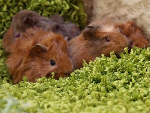Baby Animals and Friends - Baby Animals and Friends