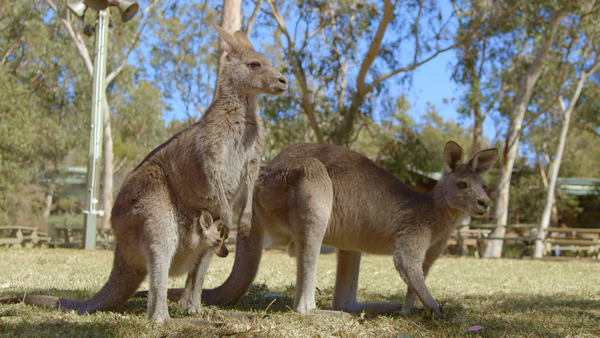 Baby Animals and Friends - Baby Animals and Friends